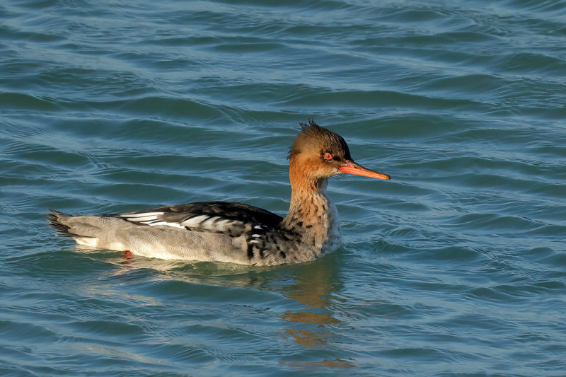 Red-breasted Merganser (Mergus serrator)