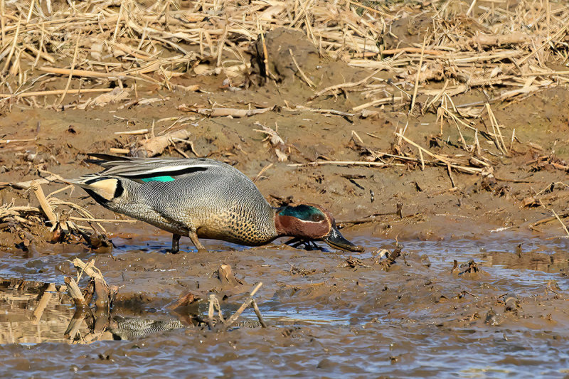 Common Teal (Anas crecca) 