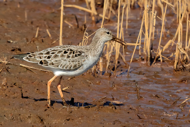 Ruff (Philomachus pugnax) 