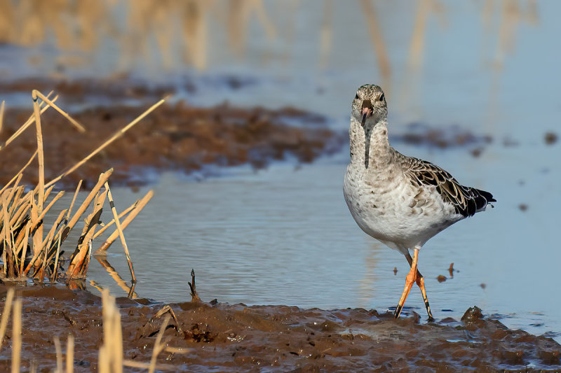 Ruff (Philomachus pugnax) 