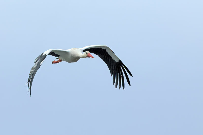 White Stork (Ciconia ciconia) 