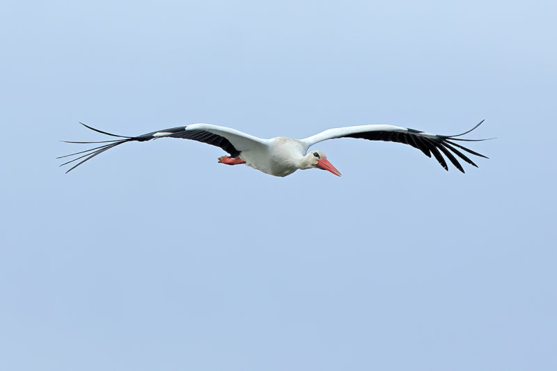 White Stork (Ciconia ciconia) 