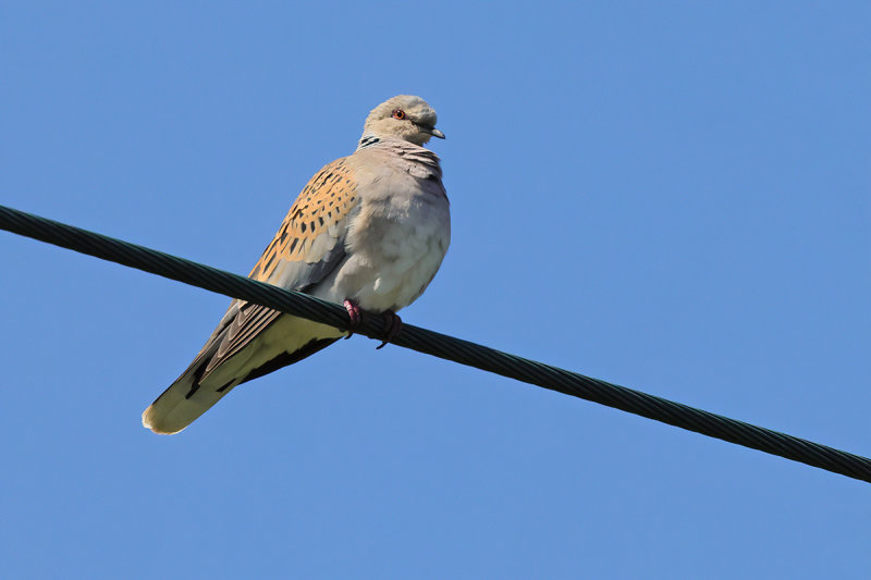 European Turtle Dove (Streptopelia turtur)