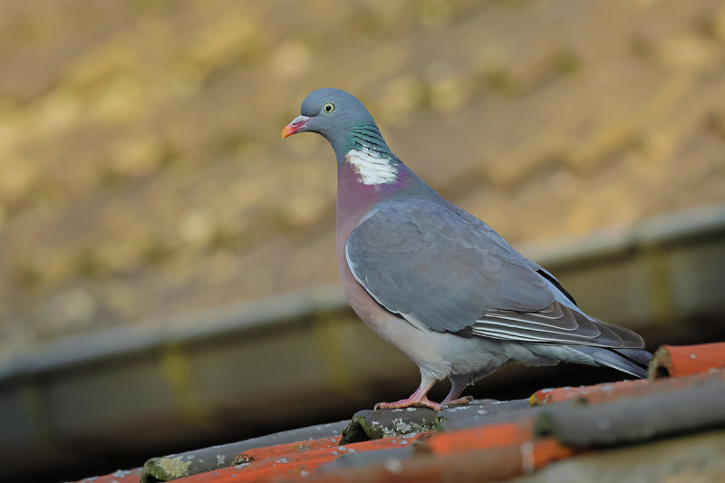 Common Wood Pigeon (Columba palumbus) 