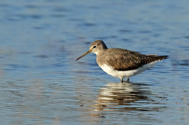 Green Sandpiper (Tringa ochropus) 