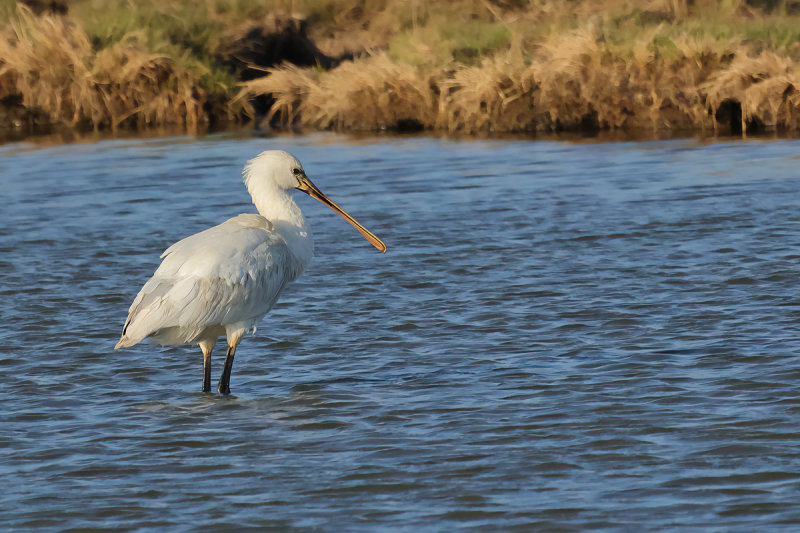 Eurasian Spoonbill (Platalea leucorodia)