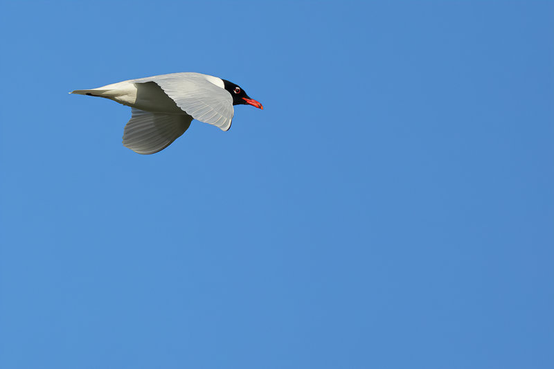 Mediterranean Gull (Ichthyaetus melanocephalus)