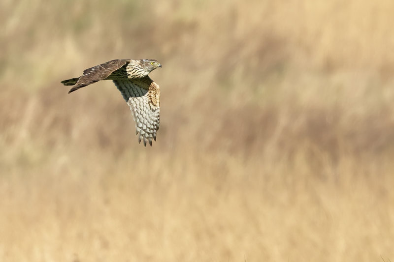 Northern Goshawk (Accipiter gentilis)