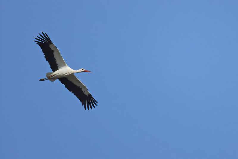 White Stork (Ciconia ciconia) 