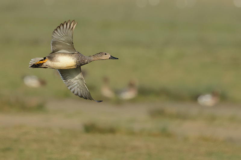 Gadwall (Anas strepera)