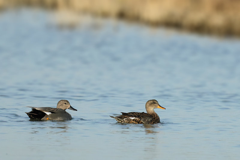 Gadwall (Anas strepera)