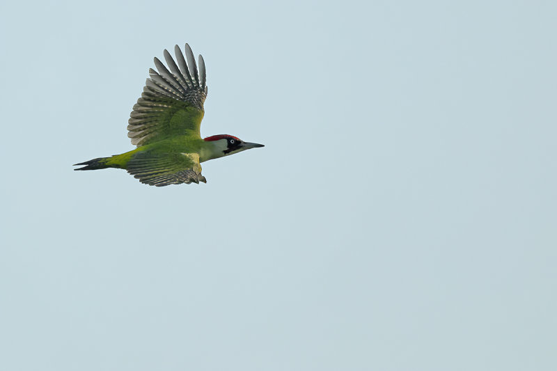 European Green Woodpecker (Picus viridis)