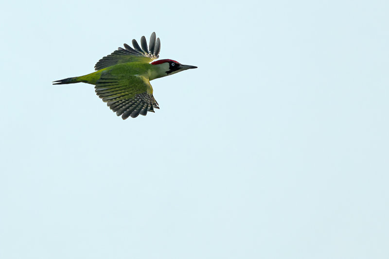 European Green Woodpecker (Picus viridis)