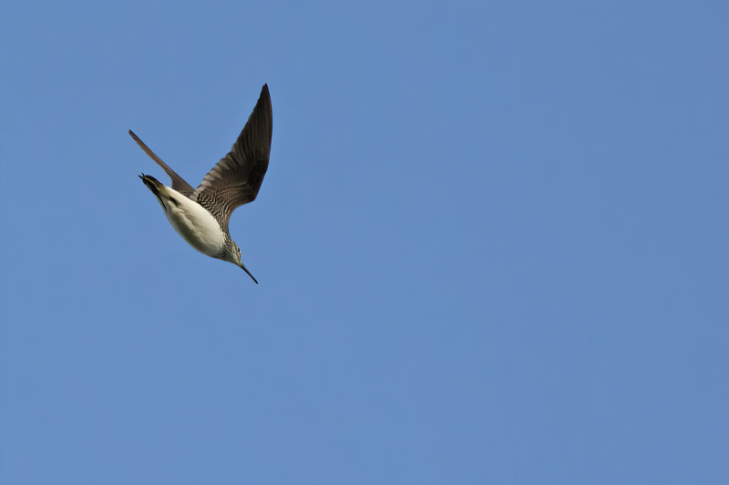 Green Sandpiper (Tringa ochropus) 