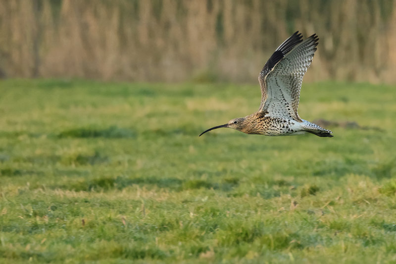 Curlew (Numenius arquata)
