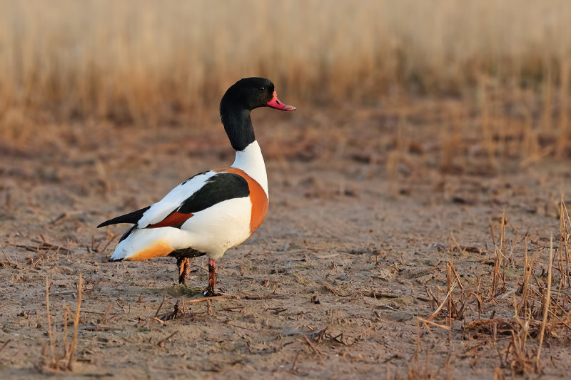 Common Shelduck (Tadorna tadorna)