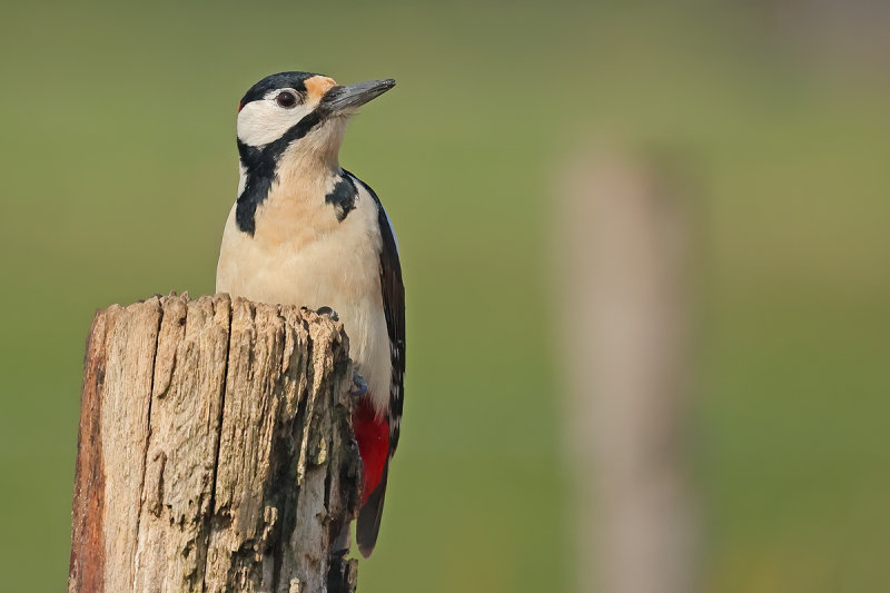 Great Spotted Woodpecker (Dendrocopos major)