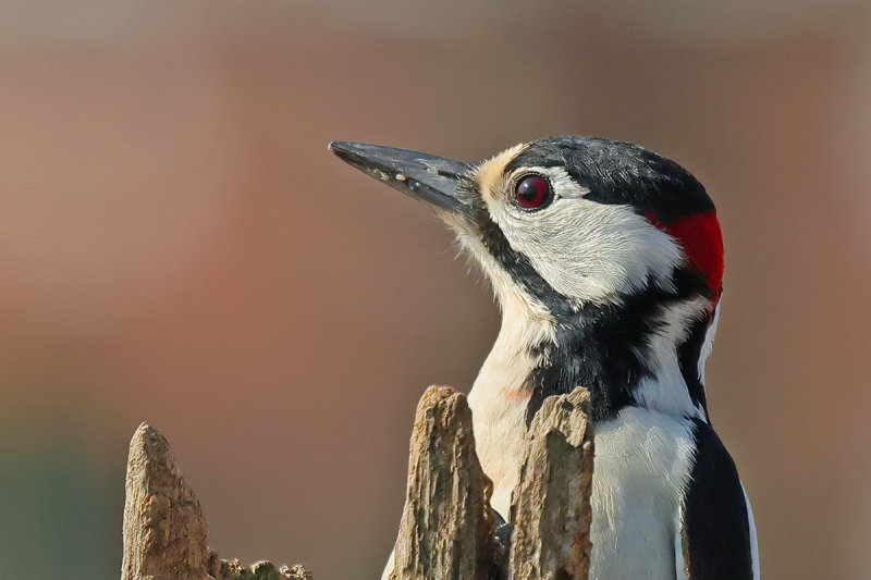 Great Spotted Woodpecker (Dendrocopos major)