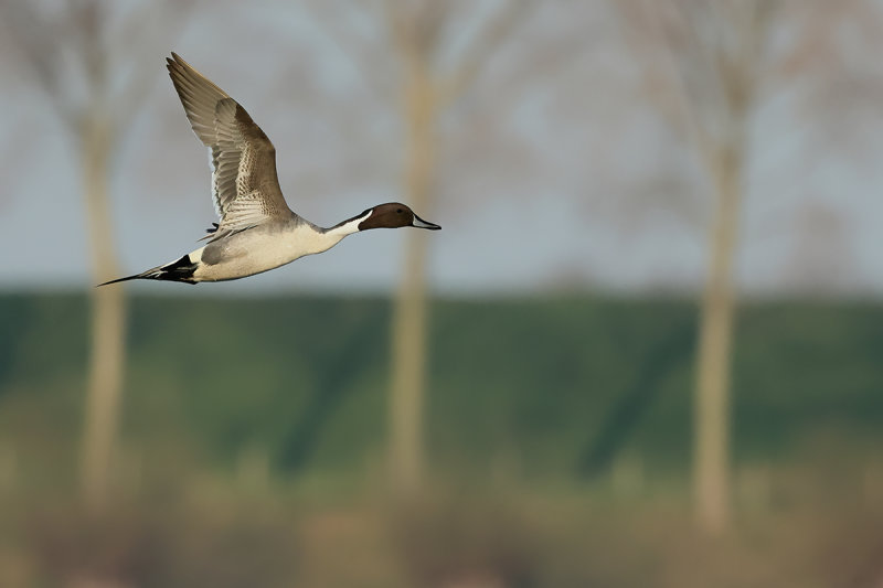 Northern Pintail (Anas acuta)