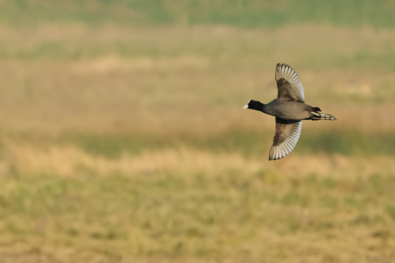Eurasian Coot (Fulica atra) 