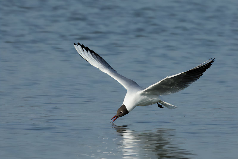 Black-headed Gull (Chroicocephalus ridibundus)