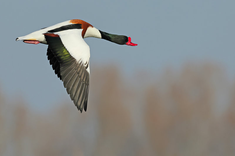 Common Shelduck (Tadorna tadorna)