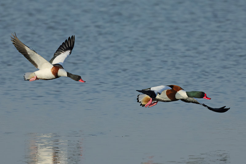 Common Shelduck (Tadorna tadorna)