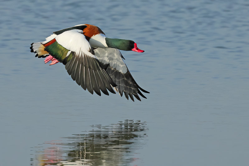 Common Shelduck (Tadorna tadorna)