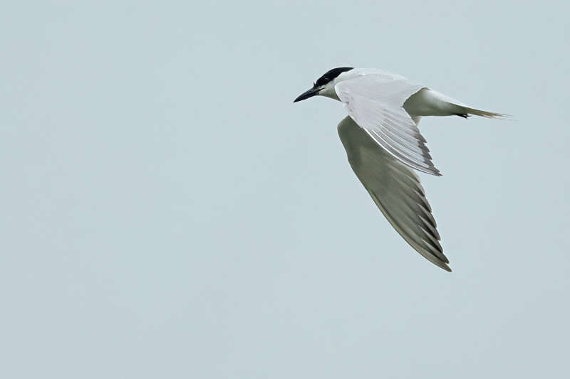 Gull-billed tern (Gelochelidon nilotica)