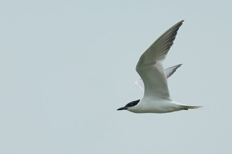 Gull-billed tern (Gelochelidon nilotica)