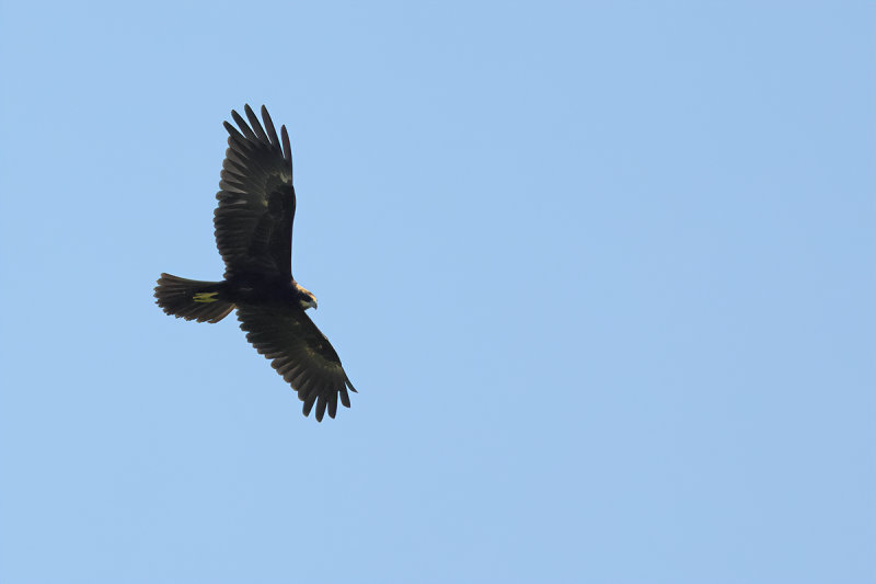 Western Marsh Harrier (Circus aeruginosus)