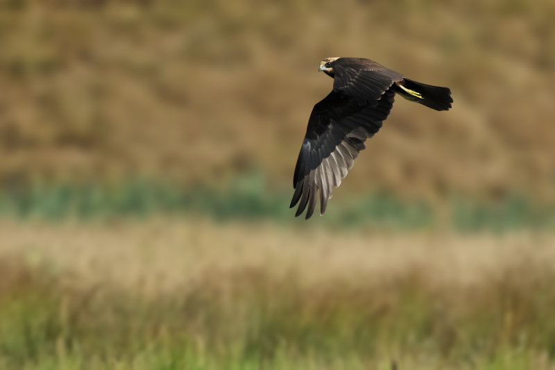 Western Marsh Harrier (Circus aeruginosus)