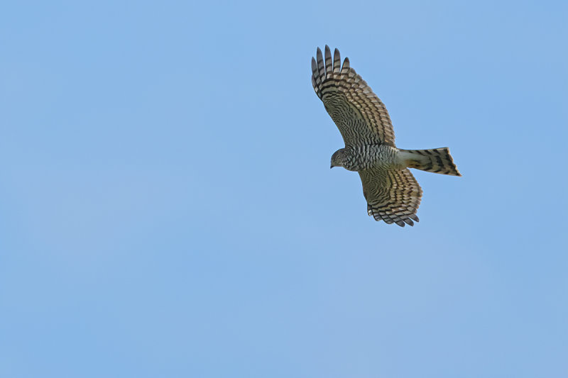 Eurasian Sparrowhawk (Accipiter nisus)