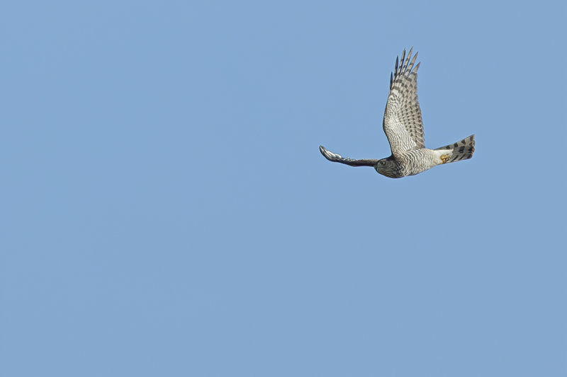 Eurasian Sparrowhawk (Accipiter nisus)