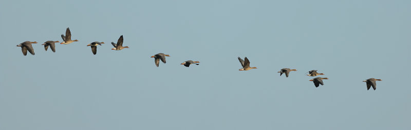 Greater white-fronted goose (Anser albifrons)