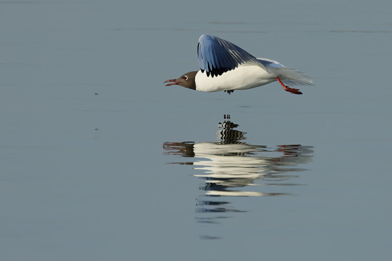 Black-headed Gull (Chroicocephalus ridibundus)