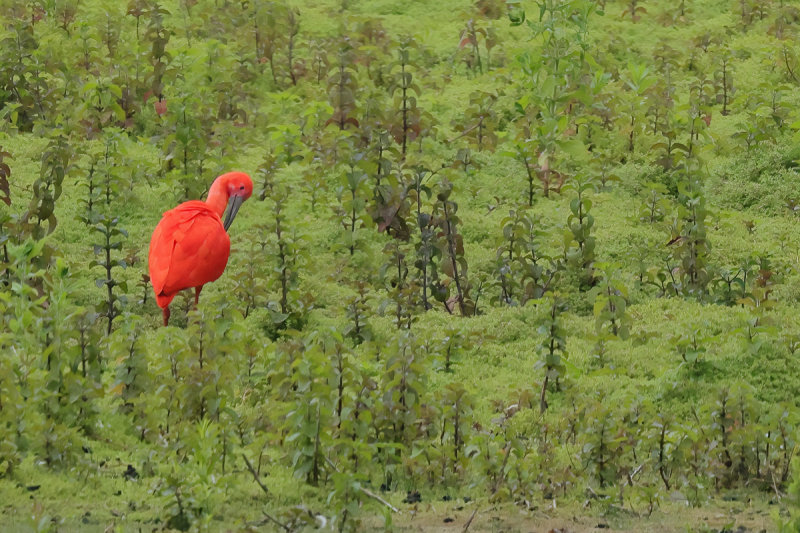 Scarlet Ibis - (Eudocimus ruber)