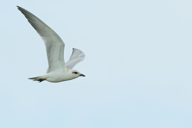 Gull-billed tern (Gelochelidon nilotica)