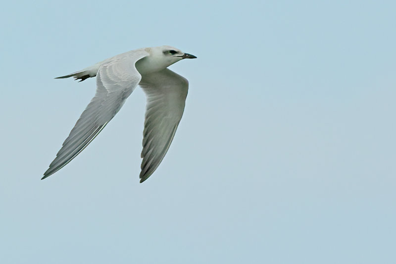 Gull-billed tern (Gelochelidon nilotica)