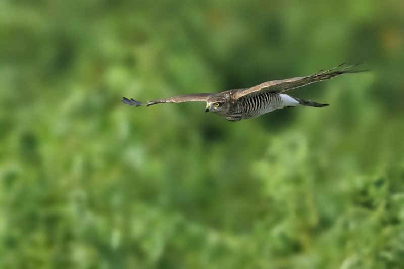 Eurasian Sparrowhawk (Accipiter nisus)