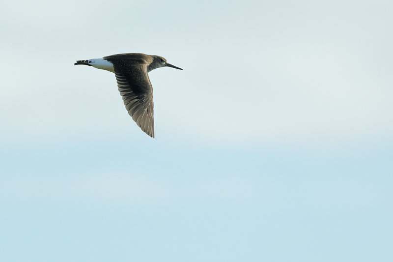 Green Sandpiper (Tringa ochropus) 