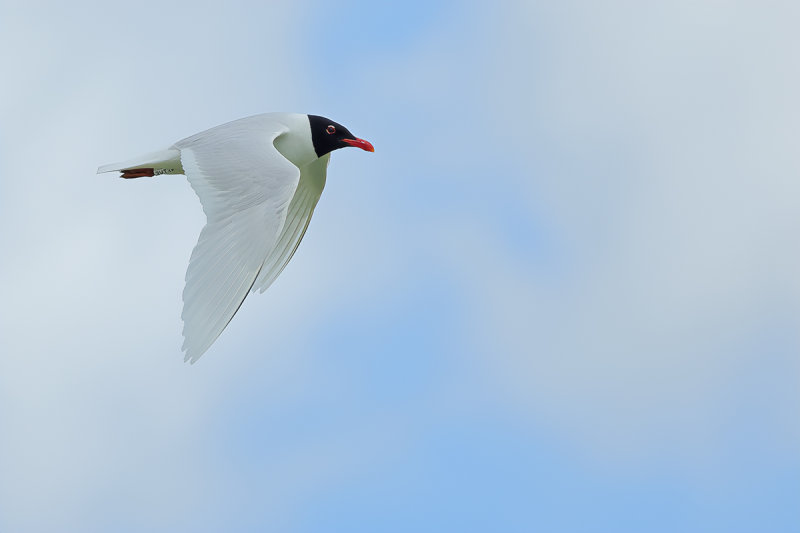 Gallery Mediterranean Gull