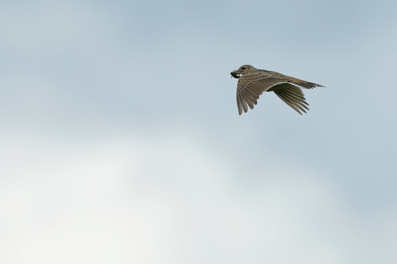Eurasian Skylark (Alauda arvensis)