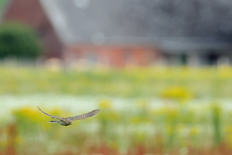 Eurasian Skylark (Alauda arvensis)