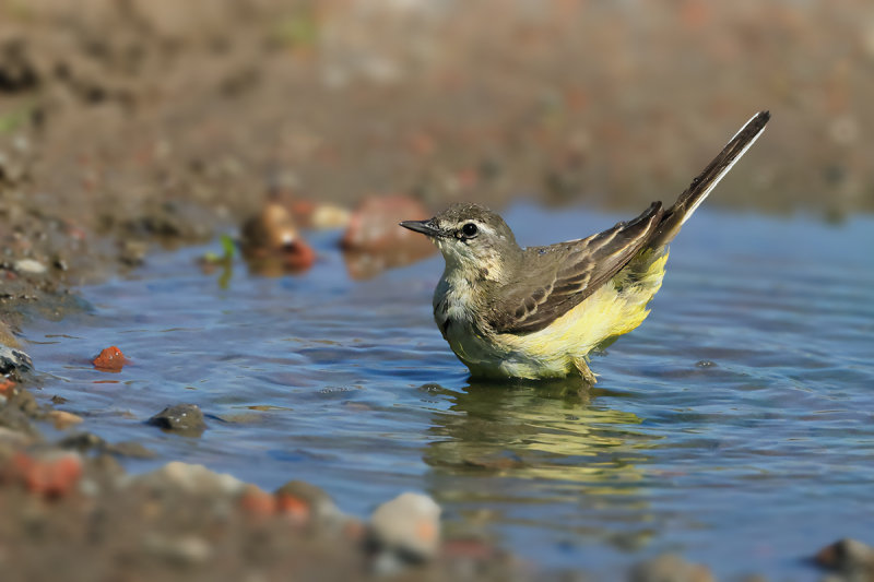 Yellow Wagtail (Motacilla - flava)