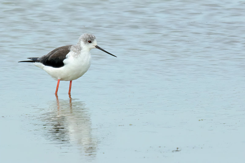 Black-winged Stilt (Himantopus himantopus) 