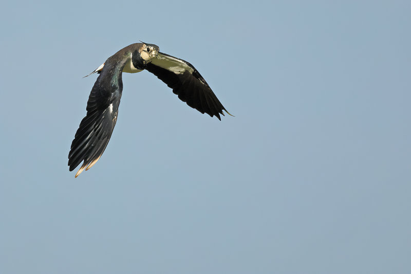 Northern Lapwing (Vanellus vanellus)