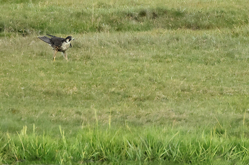 Peregrine Falcon (Falco peregrinus)
