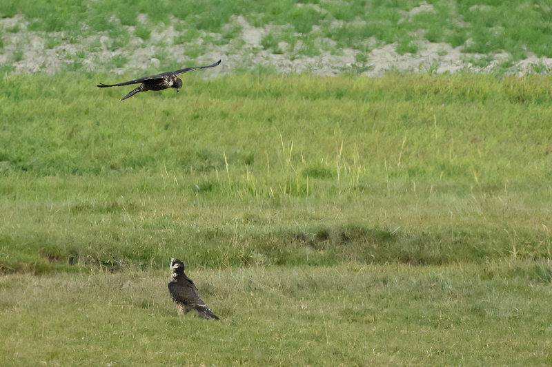 Peregrine Falcon (Falco peregrinus)