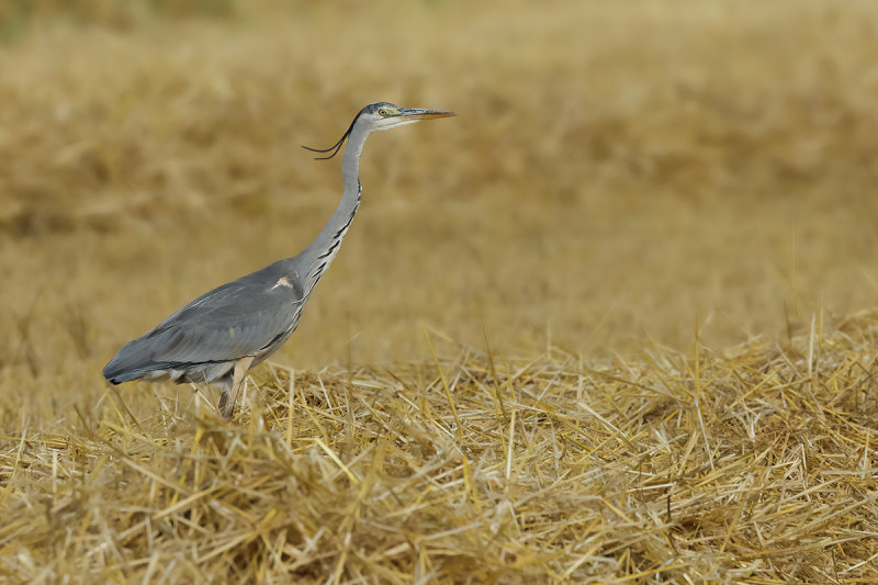 Grey Heron (Ardea cinerea)